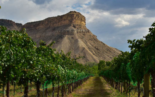 Vineyard in Palisade, Western Colorado's wine growing region.