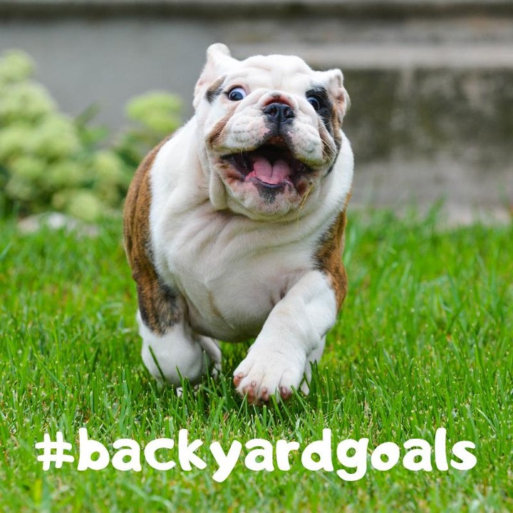 Backyards For Pups